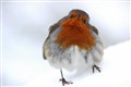 Robins flying up our charts!