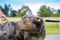 No cull expected under American XL bully dogs ban, says chief vet