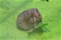 Endangered water voles to be released in Yorkshire nature scheme