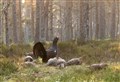 Coppers protecting the Cairngorm capers during breeding season