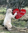 Walker the polar bear has a mystery admirer