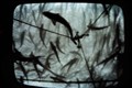 Wild salmon protection zones to be brought in next year