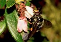 Incredibly rare adult bug spotted in the wild in UK for the first time in nearly a decade 