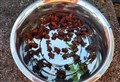 Tiny toads rescued from the chop before the mower comes out