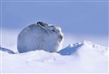 Outdoor enthusiasts in the Highlands wanted for first major study of mountain hares