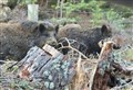 Now it’s wild boar on the loose in Badenoch