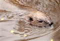 Beaver population could reach 10000 in Scotland by end of decade 