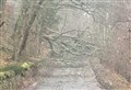 Crisis meeting over Storm Gerrit as trees are brought down