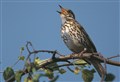 Who will fly high in Big Garden Birdwatch in Badenoch and Strathspey?