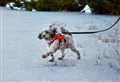 PICTURES: More shots of the Highlands in the snow