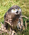 New arrivals at Kincraig ruffle a few feathers