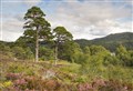 Scots pine: urgent action needed to save Highland treasure