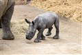 White rhino born at Whipsnade Zoo