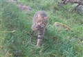 GOING-WILD: Roll-out of project to save Scottish Wildcat almost ‘purr-fect’ so far