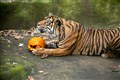 No-one is going to be taking this away from the Sumatran tiger.