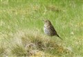 COUNTRY DIARY: Song thrush might look plain but boy can it hold a tune!