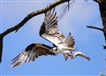 RSPB plans to rebuild destroyed osprey nest in Cairngorms