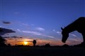 Domestic horses originated on the steppes before spreading across Europe – study