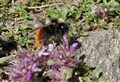 Help is needed to find the extremely rare ‘highlander’ bumblebee in the Cairngorms