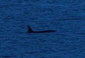 Killer Whales spotted just 300 metres off Moray coast