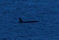 Killer Whales spotted just 300 metres off Moray coast