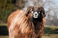 Financial guarantees for farmers after Brexit vote