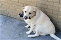Greedy Labrador rushed to hospital after eating his entire lead