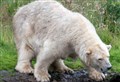 Badenoch has lost its beautiful polar bear Victoria