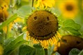 Study reveals why the brain sees human faces everywhere