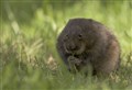 TV series Scotland The New Wild looks at wildlife in Cairngorms