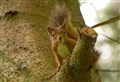 Public invited to appreciate red squirrels in Glenmore as part of special dedicated day