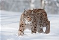 Switzerland trip for Cairngorm land users to learn about lynx