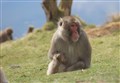 Search resumed in Kincraig for missing monkey