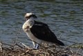 RSPB Abernethy reserve osprey identified at hotspot 3,000 miles away 