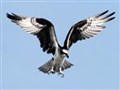 Loch Garten fledgling suns herself in Seville