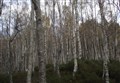 New fund to make it easier to create woods in the Cairngorms National Park