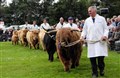 A parade of the Highland cattle