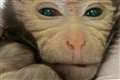 Scientists report first live birth of ‘chimeric’ monkey