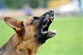 Complaints on rise in Highlands over delinquent dogs