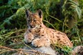 Could the Highlands see the lynx return?