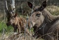 Highland Wildlife Park announces death of female elk
