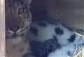 WATCH: Two rare snow leopard cubs are born at Highland Wildlife Park