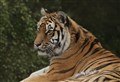 Roaringly good idea for the Highland Wildlife Park