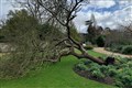 Artist makes ink from clone of Newton’s apple tree that fell in storm