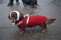 In Pictures: Sausage dogs show off festive finery during winter walk