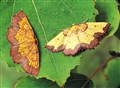 Darked Bordered Beauty Moth. Picture: Roy Leverton (Butterfly Conservation)