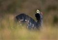 Rewilding of the Highlands is supported by three quarters of population, says new research