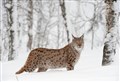 Illegal Badenoch releases aside, could we see lynx returned?