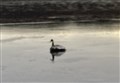 Fears for swan frozen in Badenoch loch