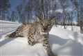 POLL: Would people in the Scottish Highlands like to see the lynx return?